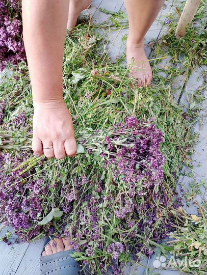 Душица свежая и сухая