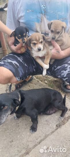 Собака в добрые руки отдам бесплатно