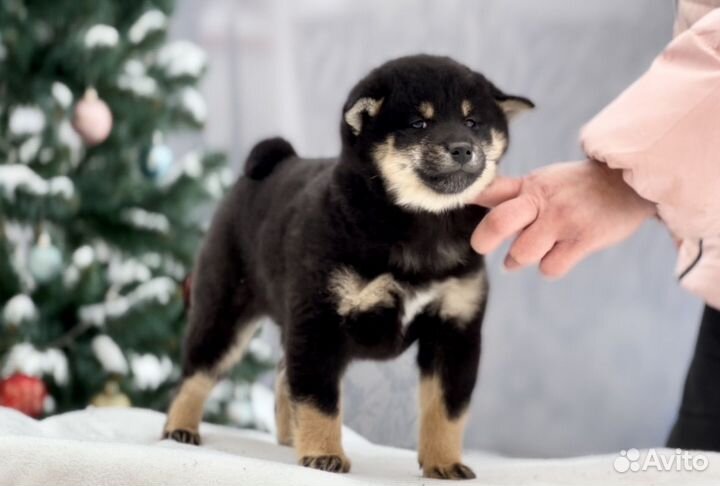 Щенки сиба ину