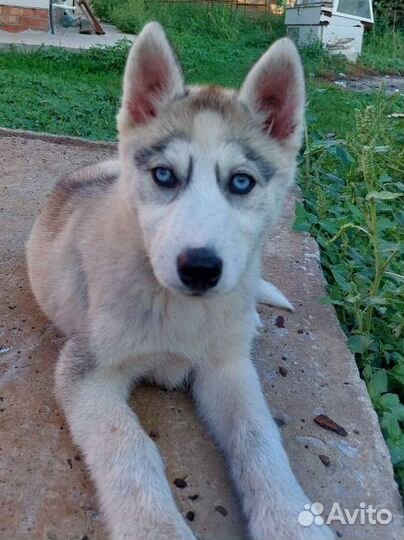 Сибирский хаски