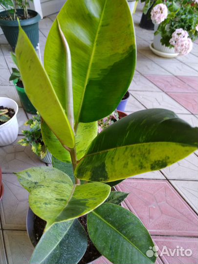 Комнатные растения цветы