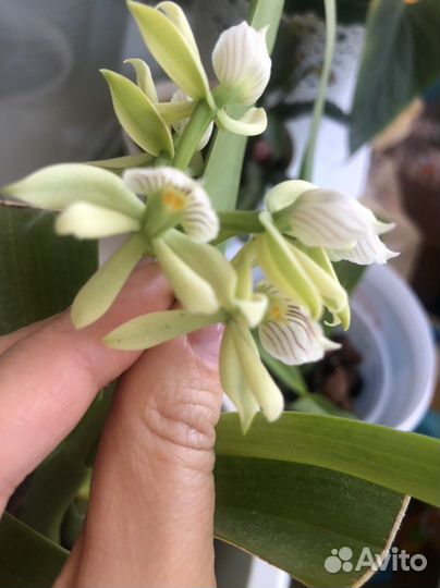 Комнатные растения