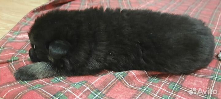 Щенки восточно европейской овчарки