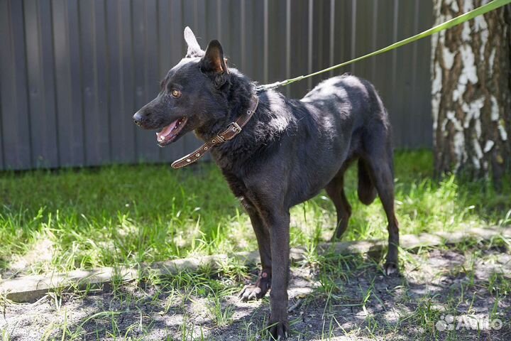 Чёрный Мустанг ищет дом