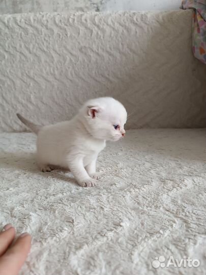 Шотландский котёнок