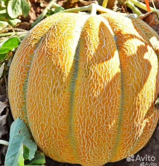 Семена дыни Эфиопка