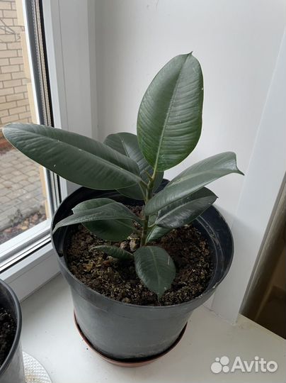 Фикус Каучуконосный