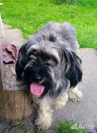 Мальчик лохматик ищет дом