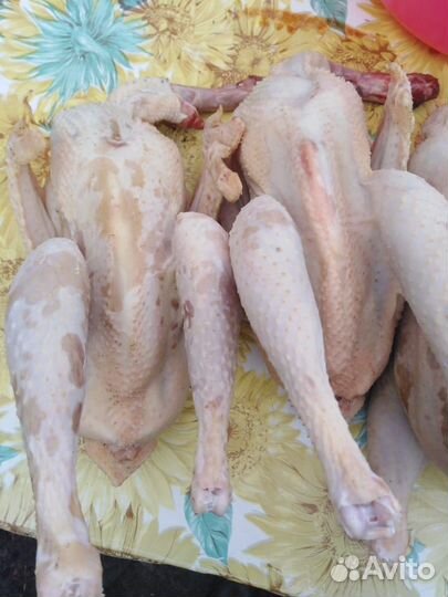 Мясо молодых петушков