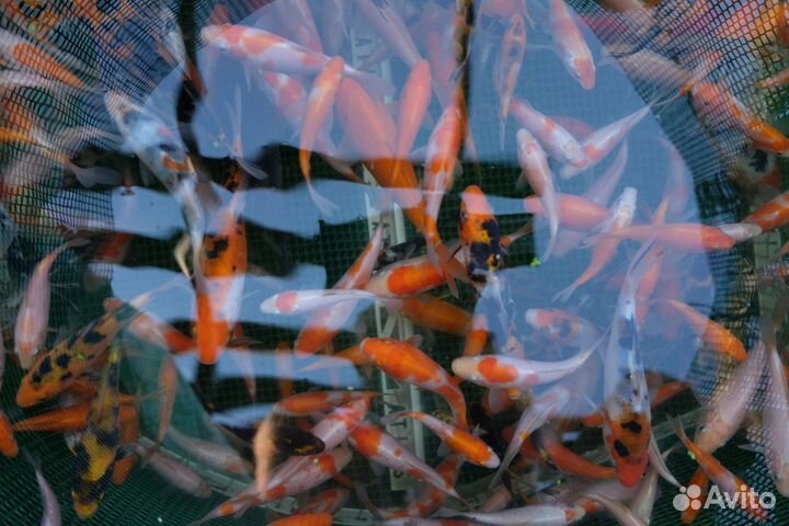 Рыба, кои для пруда