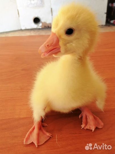 Гусята породы Краснозерская