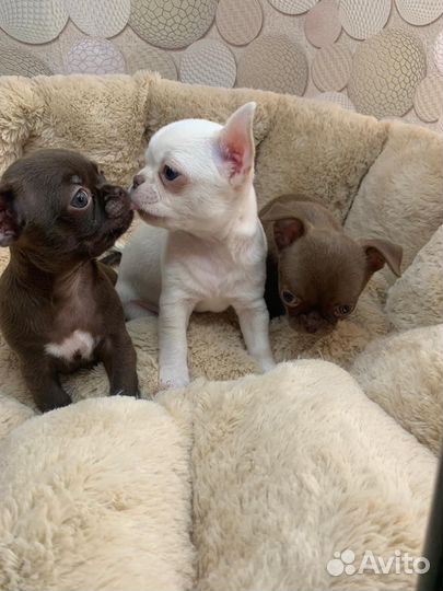 Чихуахуа мини девочки