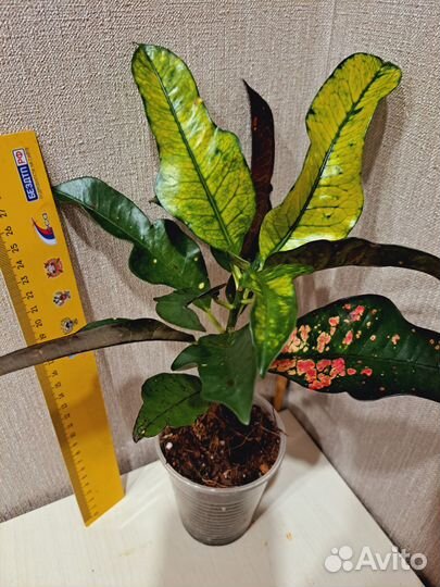 Кротон Вилма