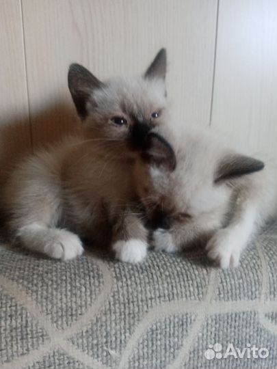 Сиамские котята