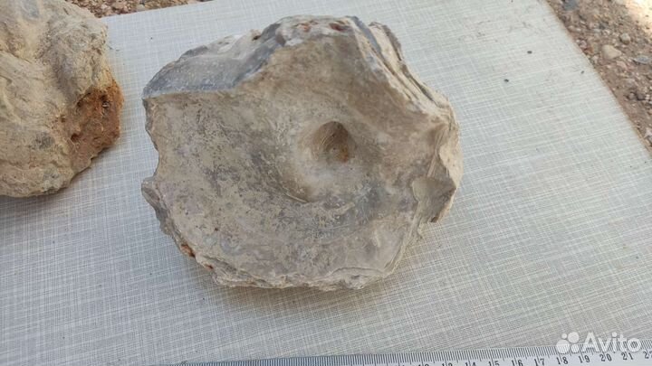 Окаменелости Грифея