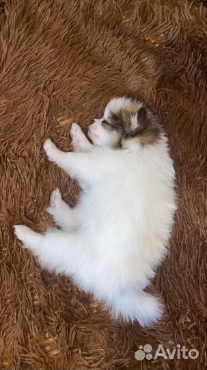 Шпиц вязка(мальчик)