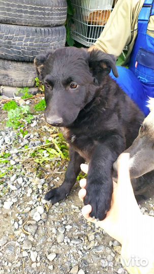 Собака в добрые руки