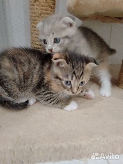 Котята в добрые руки даром девочки