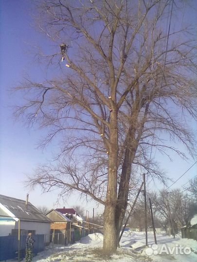 Спил деревьев