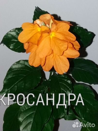 Комнатные цветы