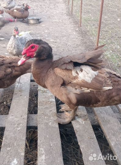 Утки броллерные(красный бык)