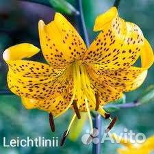 Лилия цветущая