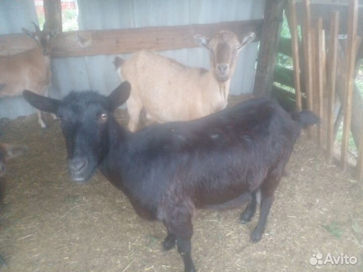 Коза дойная