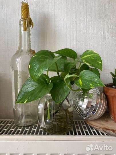 Сциндапсус золотистый