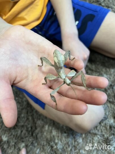 Австралийский палочник