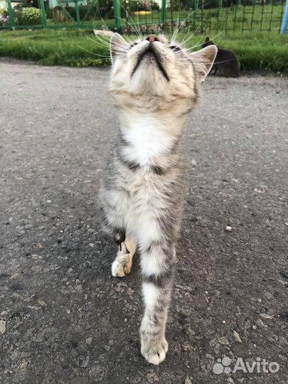 Котенок без лапки ждет помощи