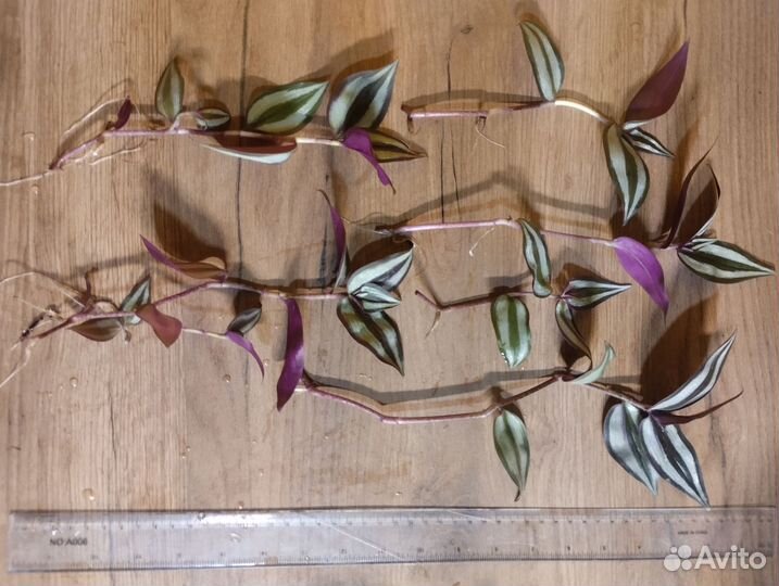 Традесканции зебрина,аурея и зелёная