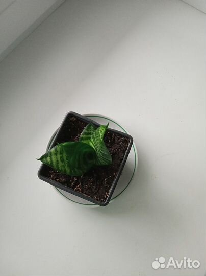 Цветок растение сансевиерия ханни