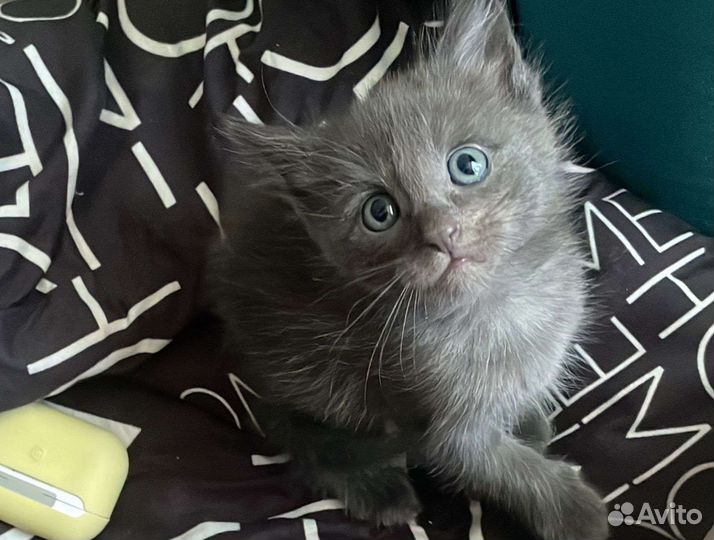 Кошка в дар бесплатно