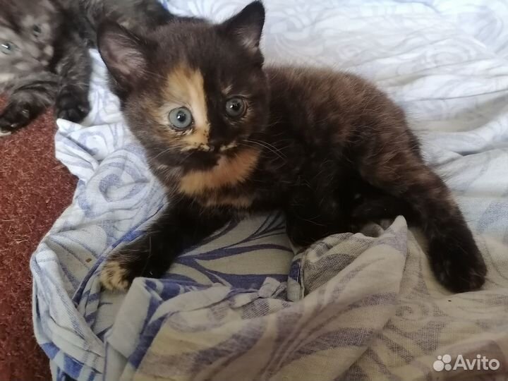Котята в хорошие руки