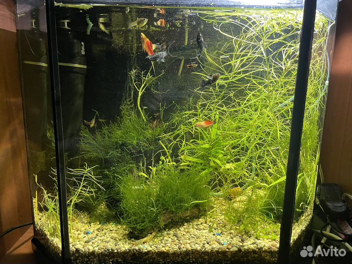 Мох гуппи растения аквариум