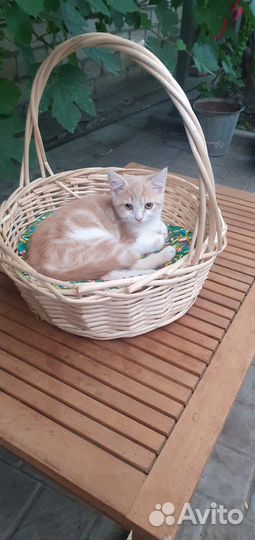 Кошка в дар бесплатно