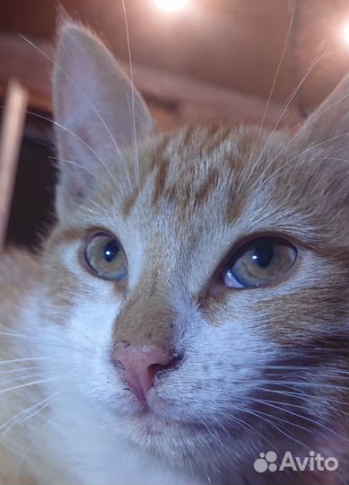 Котёнок Ваш дом