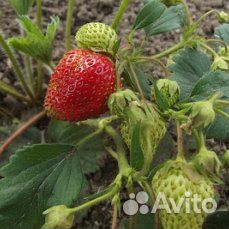 Рассада ремонтантной клубники