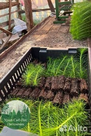 Сеянцы зкс Сосна окс Ель Лиственница Горная