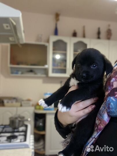 Собака в добрые руки щенок