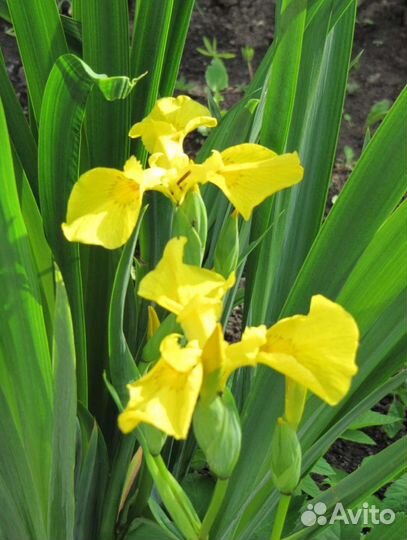 Ирис жёлтый