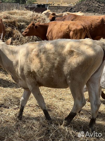 Продаша скота