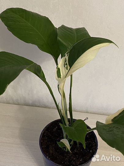 Спатифиллум пикассо
