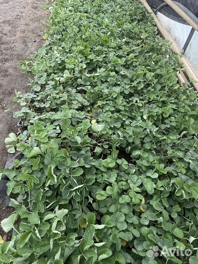 Рассада клубники клери