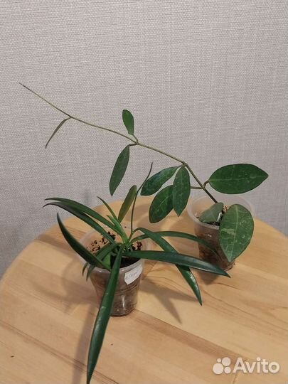 Хойя, дисхидия