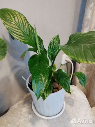 Комнатные цветы Спатифиллум