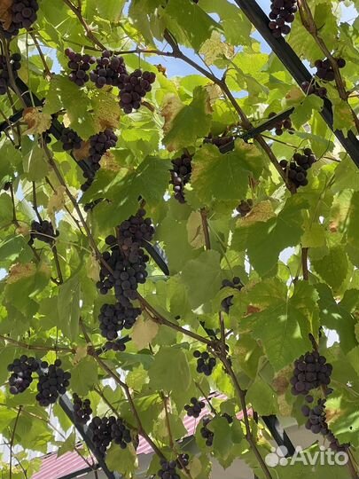 Виноград латвийский розовый для еды