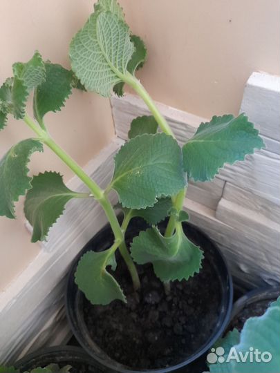 Плектрантус (комнатная мята, домашняя)