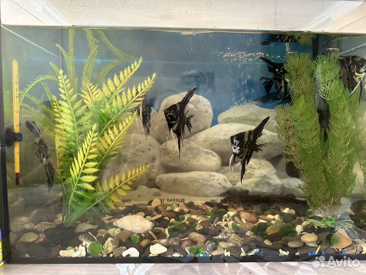 Аквариум