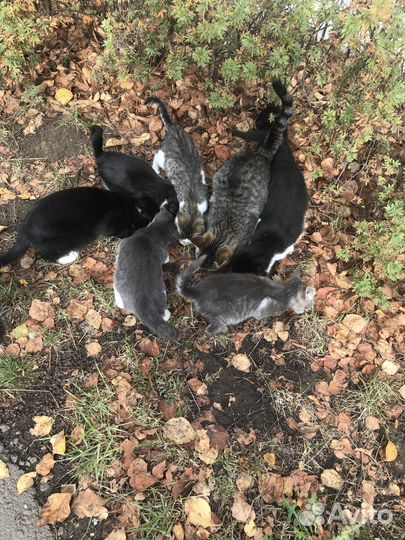 Котята в добрые руки бесплатно